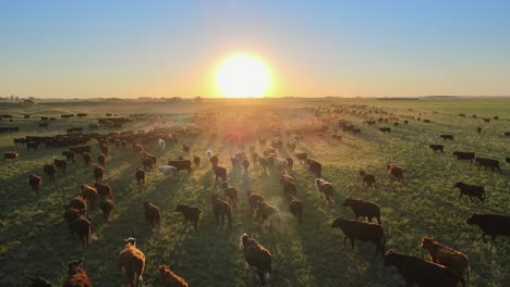 angus cattle herd moving over lush fields of the pampas, argentina