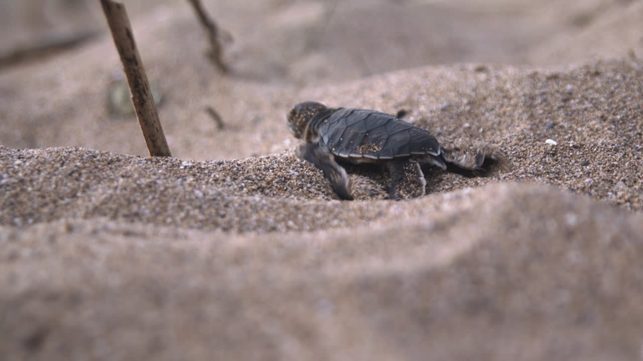 Baby turtle hatchling crawling in the sand, shallow depth of field close-up, laniakea beach, Hawaii