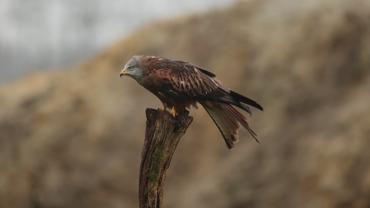 cometa roja posada en un tronco