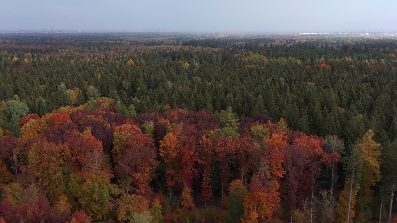 vuelo hacia maravillosos árboles otoñales de color rojo y naranja en un enorme bosque