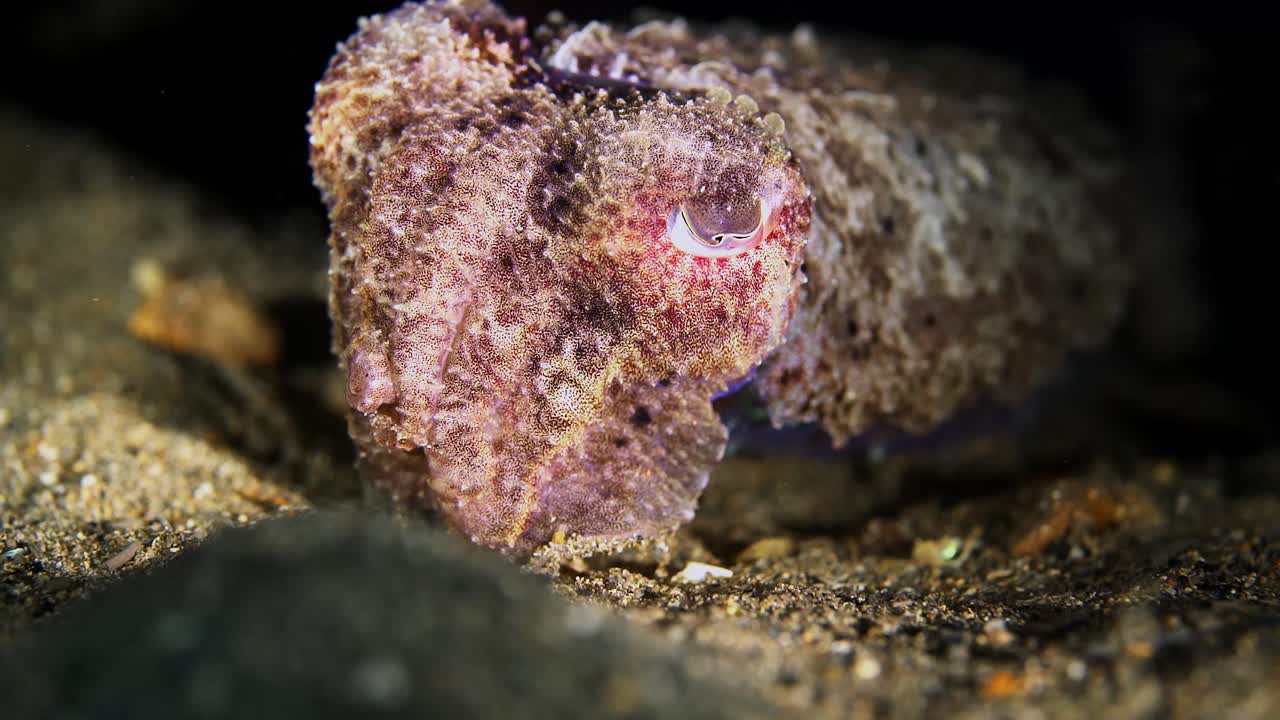 Giant Australian Cuttlefish Juvenile Sepia apama color change 4k 25fps