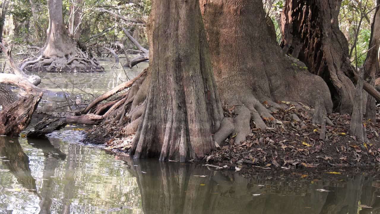 Close up of base of a large bald cypress tree at a river's edge