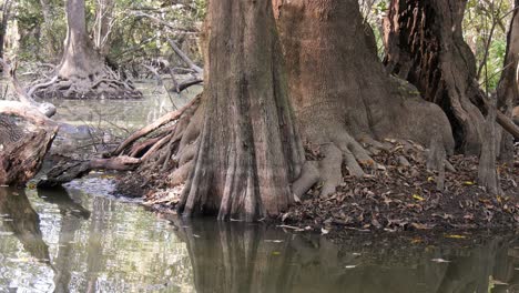 Close-up-of-base-of-a-large-bald-cypress-tree-at-a-river's-edge