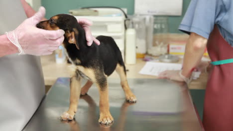 veterinarians examine the health of a puppy at the clinic-2