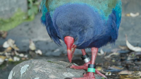 Takahe-Vogel-Der-Südinsel,-Der-Auf-Einem-Felsen-Steht