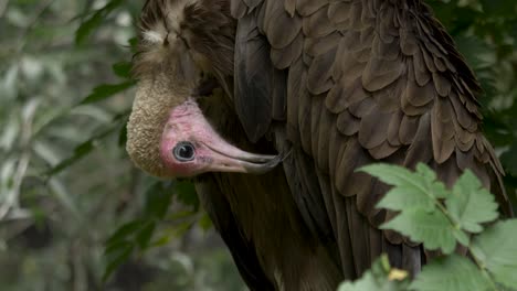 detail shot of a hooded vulture grooming its feathers in a deep green forest