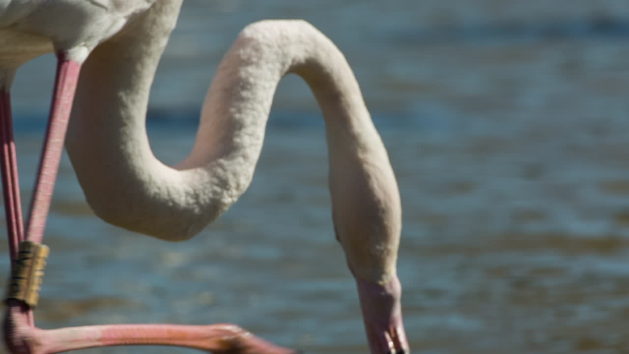 카마그 플라밍고 06