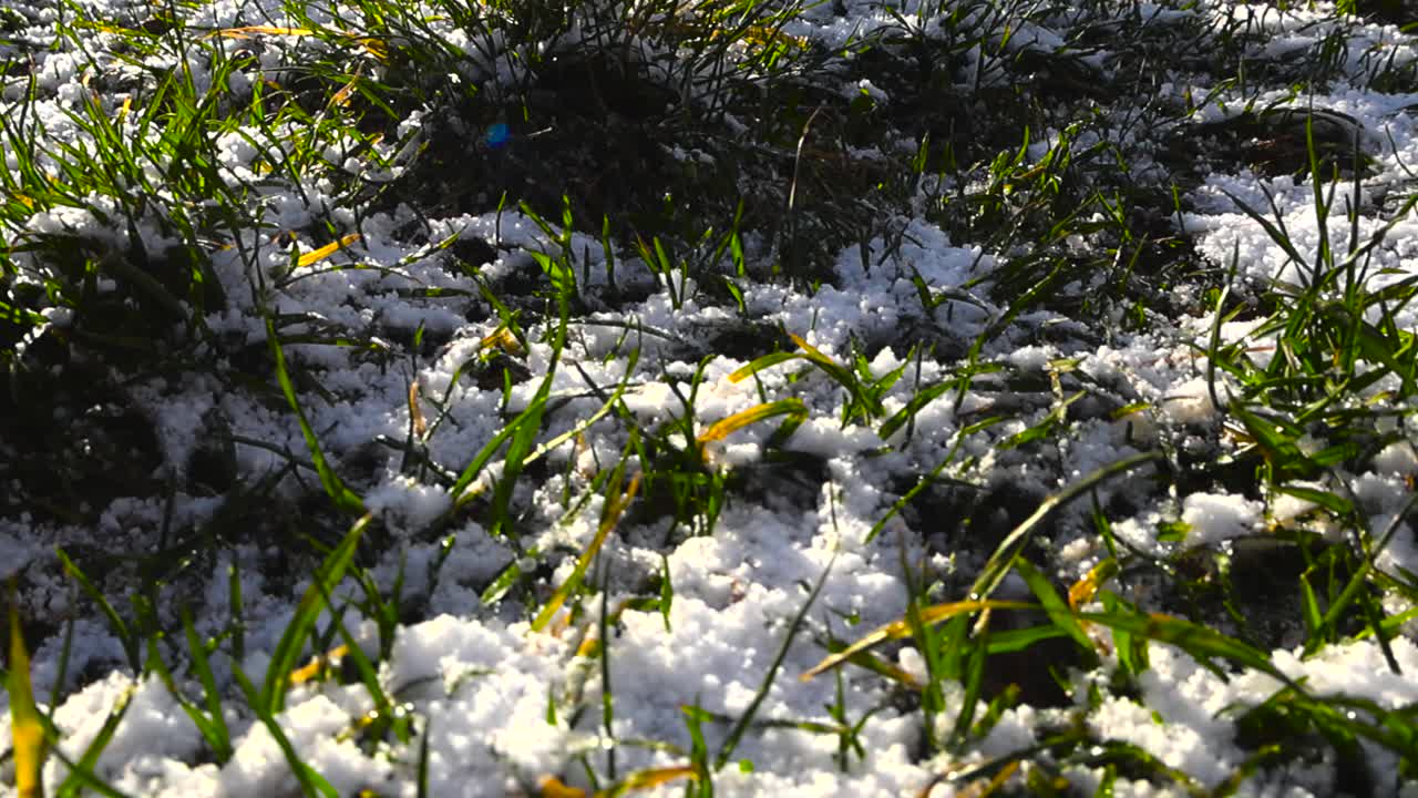 Close up video gliding over first wgite snow or hale between green garden grass during a sunny morning day. Smooth motion and dark black and brown soil also visible