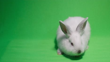 beautiful fluffy white rabbit isolated on a background of chromakey