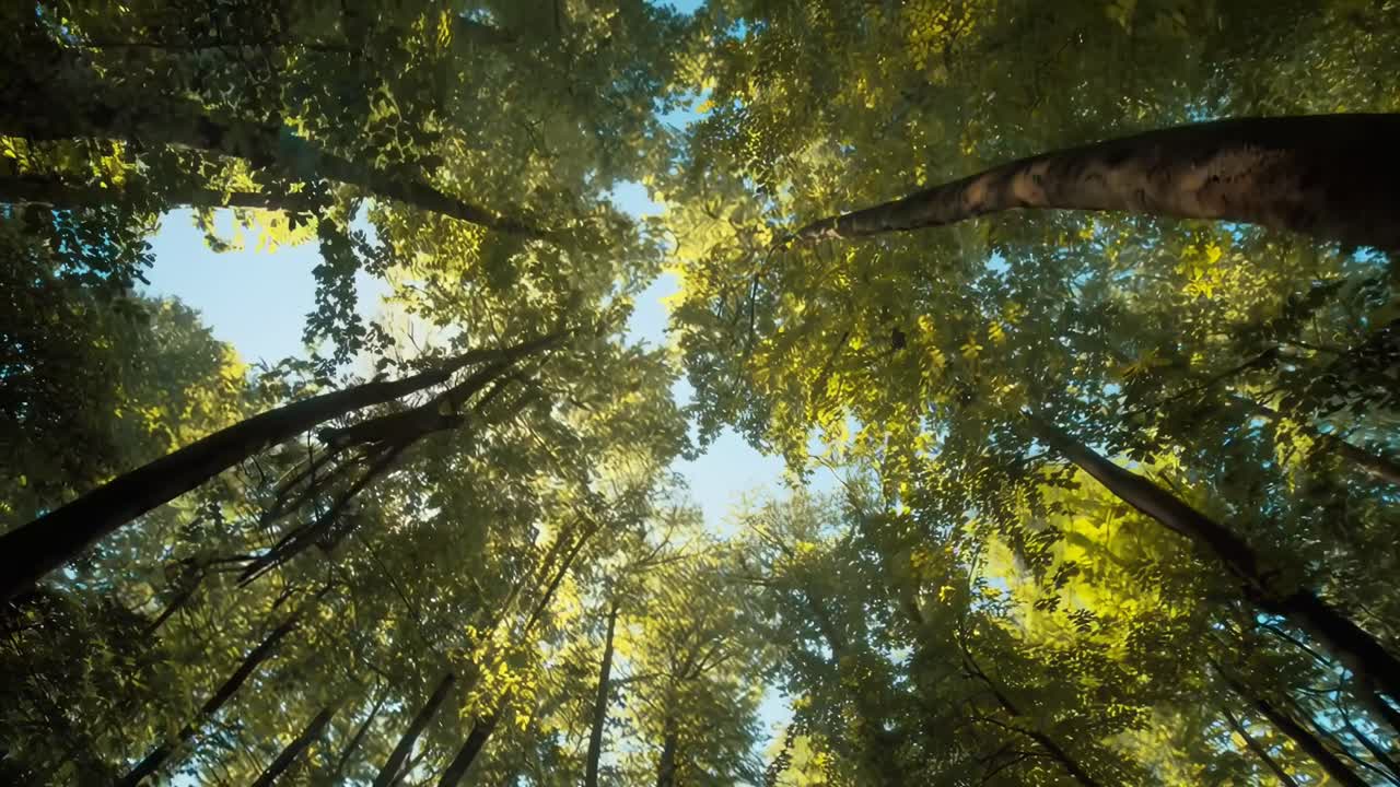 Video che riprende una vista dal basso verso l'alto di alberi alti con la luce del sole che filtra tra le foglie.