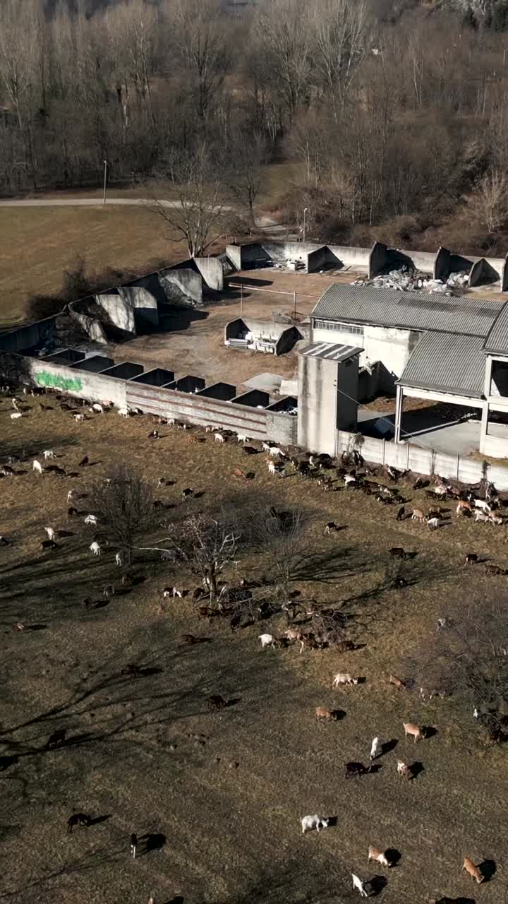 Herd of Goats Grazing Near a Barn