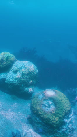 stunning underwater coral reef