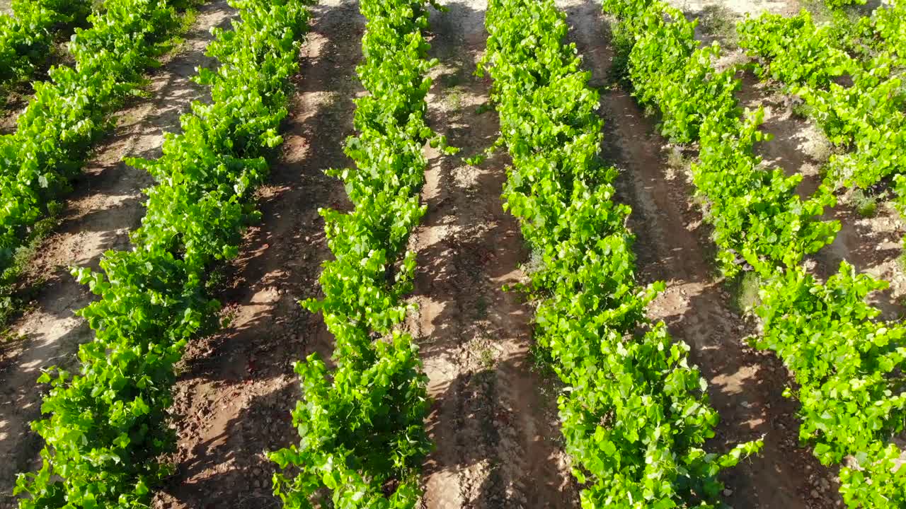 antena: cerrar viñedo arena vid