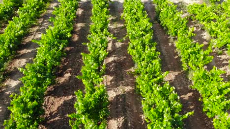 Aerial:-close-vineyard-sand-grapevine