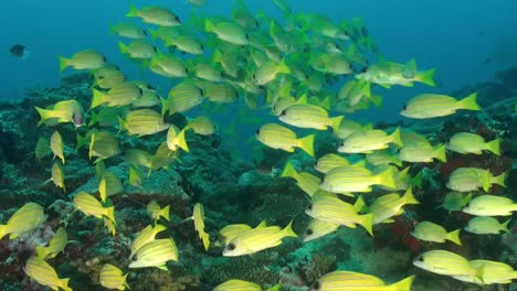 grupo de pargos amarillos nadando sobre arrecifes de coral tropicales en las maldivas