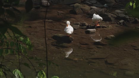 snow geese sunning and cleaning themselves at the wissahickon creek