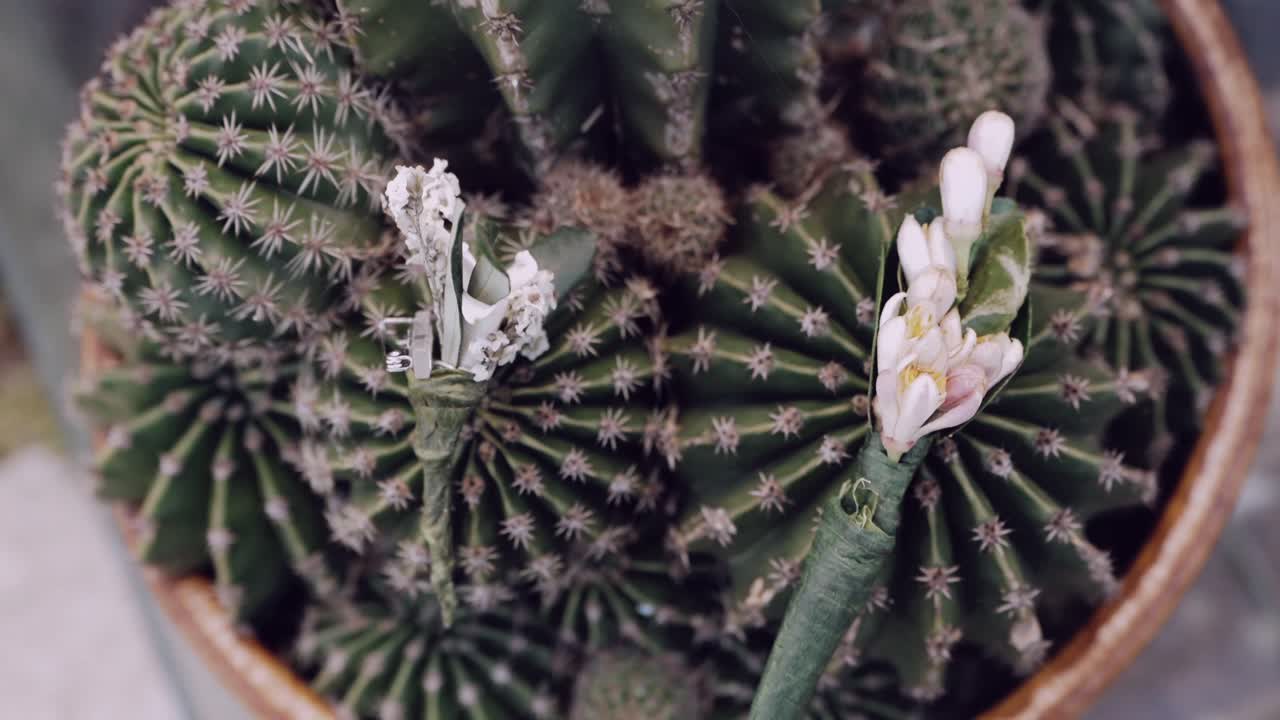 Cactus with delicate white flowers