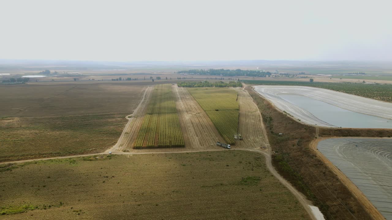 Forage harvester on maize cutting for silage in field. Log shot of a large cornfield. A empty water reservoirs at the end of the irrigation season (summer)shot drone, Judean Lowlands israel