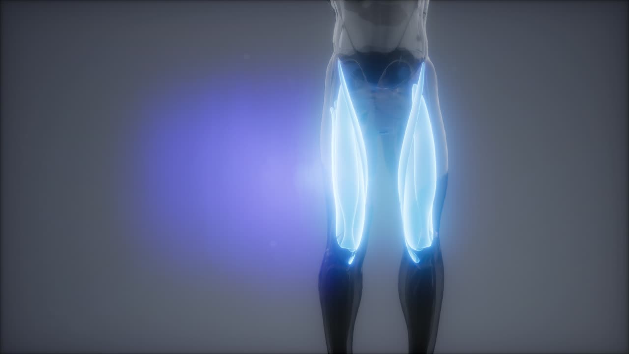 허 ⁇ 지 근육 - 눈에 보이는 근육 해부학 지도