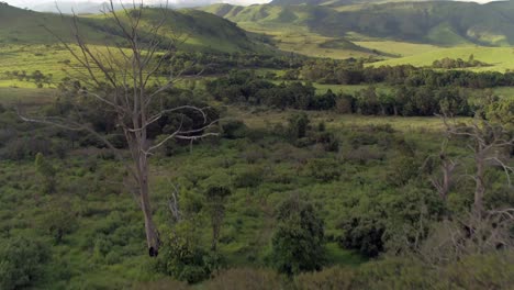 Aerial-4K-drone-footage-flying-over-a-old-dead-tree-by-a-human-settlement-surrounded-by-a-hilly-lush-green-landscape