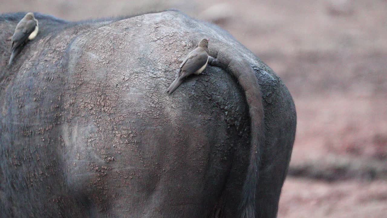 el pájaro de pico rojo se alimenta de la espalda del búfalo del cabo en el parque nacional de aberdare, kenia