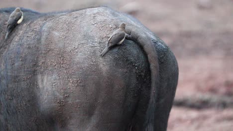 Red-billed-Oxpecker-Feeding-On-Back-Of-Cape-Buffalo-In-Aberdare-National-Park,-Kenya