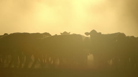 heavily backlit cows kicking up dusty ground at sunset