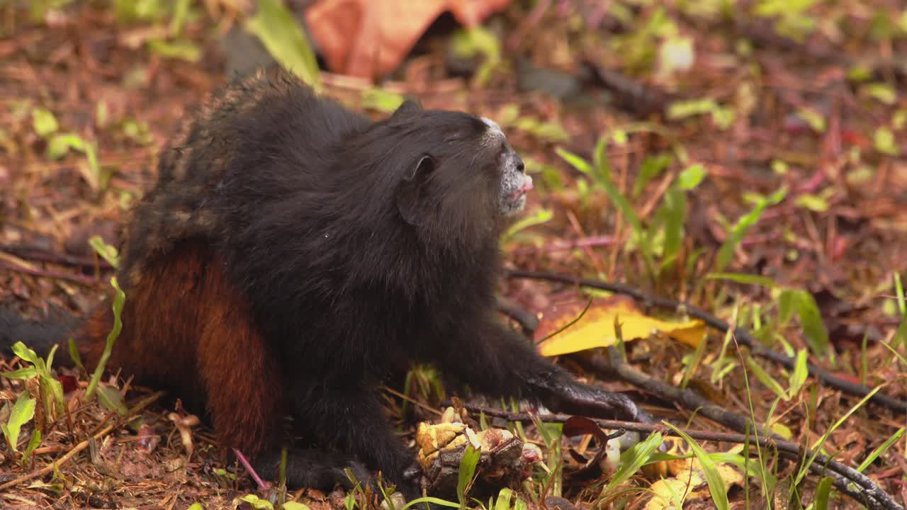 mono tamarine sentado en el suelo comiendo fruta siendo muy cauteloso con cualquier movimiento y se va