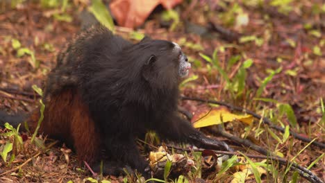 Saddle-back-Tamarine-monkey-sitting-on-ground-eating-fruit-being-super-cautious-of-any-movement-and-goes-away