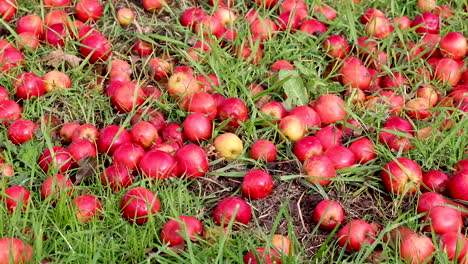 manzanas de cangrejo caídas tiradas en la hierba después de que fuertes vientos acompañados de lluvia las sacaran del árbol