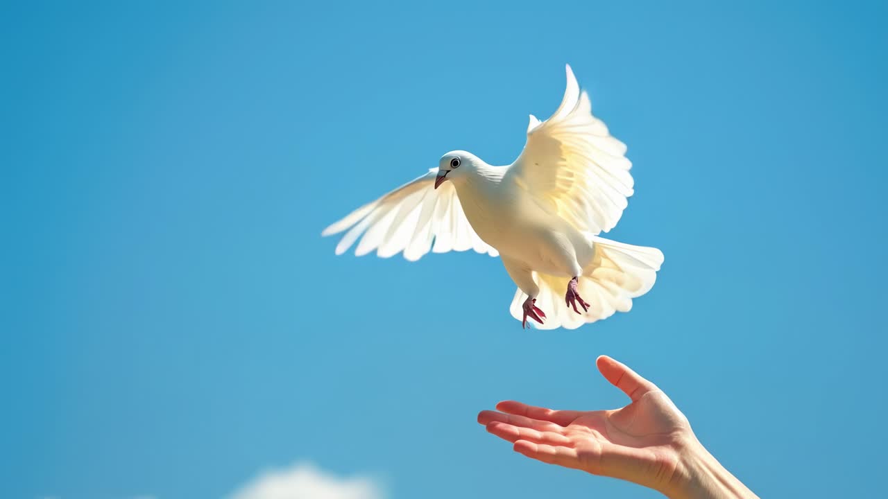 A serene video concept of a dove in flight, captured from a low angle against a clear blue sky
