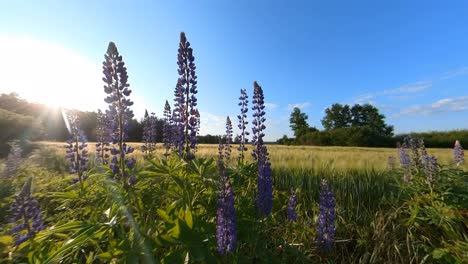 Tall-Violet-Lupine-Bluebonnet Flowers-Next-To-Agriculture-Field-Illuminated-By-Sunrise