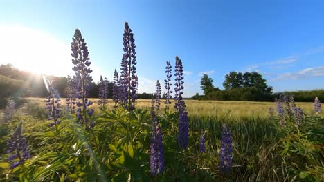 Flores-Altas-De-Altramuz-Violeta-Y-Bluebonnet-Junto-Al-Campo-Agrícola-Iluminado-Por-El-Amanecer