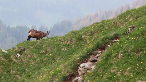 Chamois-walking-away-on-a-grassy-mountainledge-in-the-austrian-mountains