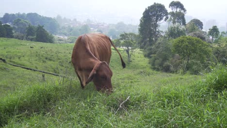 Braune-Kuh,-Die-Glücklich-Auf-Einem-Bauernhof-Frisst,-Aufgenommen-In-Einer-Gesamtaufnahme-Mit-Einer-Schönen-Landschaft