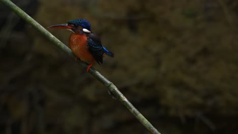 Martín-Pescador-De-Orejas-Azules,-Alcedo-Meninting,-Tailandia