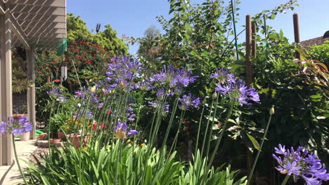 patio trasero limpio y cuidado con flores florecientes y árboles frutales
