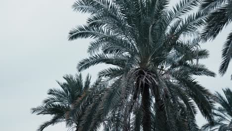 Colorful-parrots-perched-amid-lush-palm-fronds