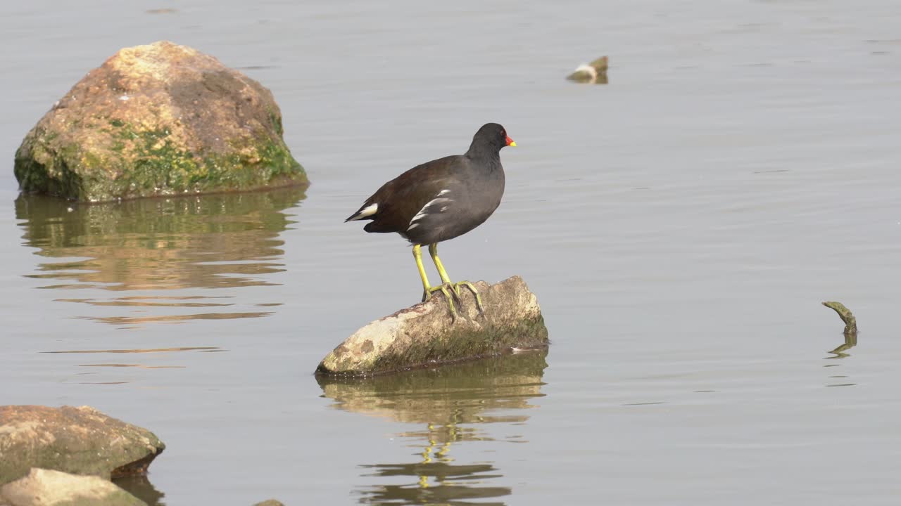 Standing on a stone in the water and making characteristic sounds