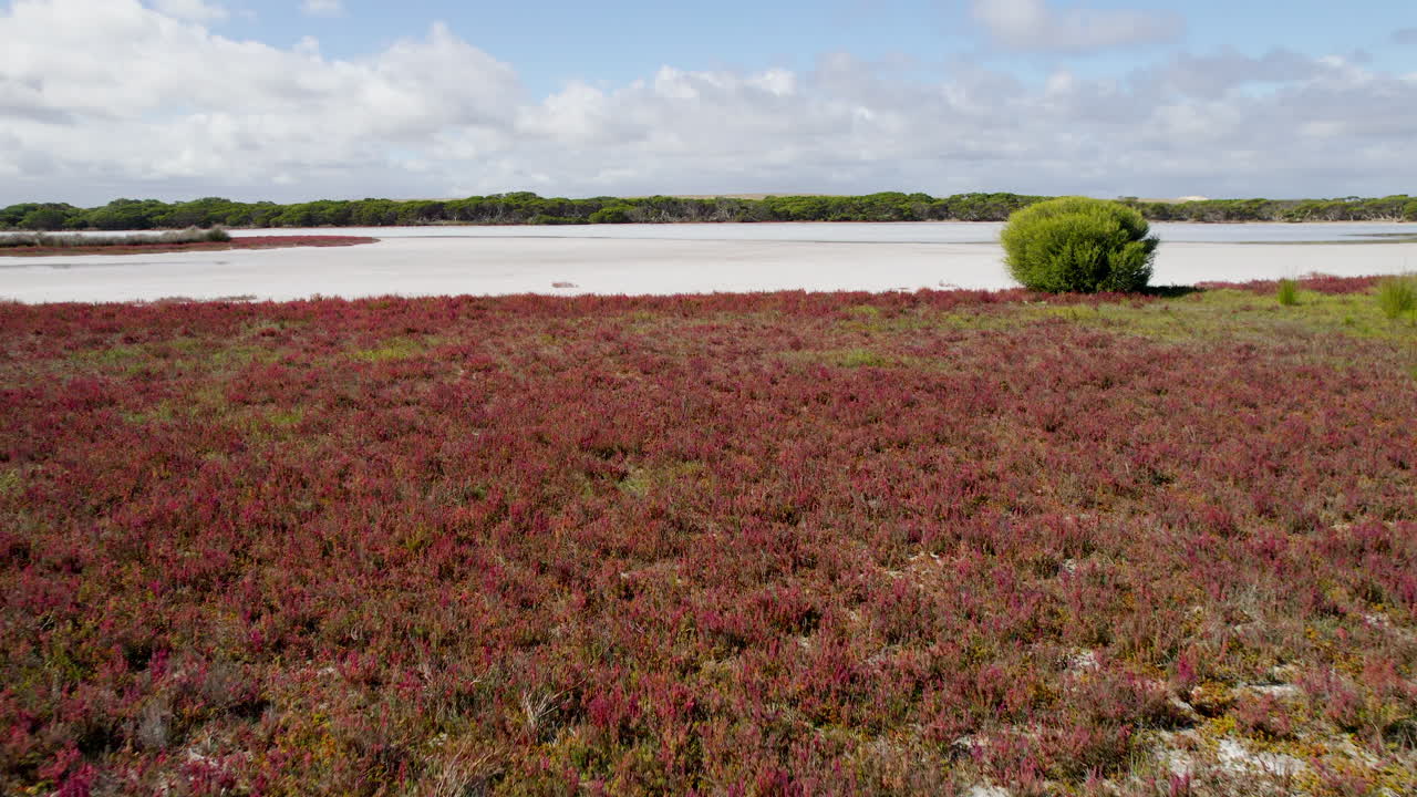 Aerial shot rising over a salt lake in Coorong National Park, starting low above red salt flowers and slowly ascending to reveal the vast open landscape of South Australia