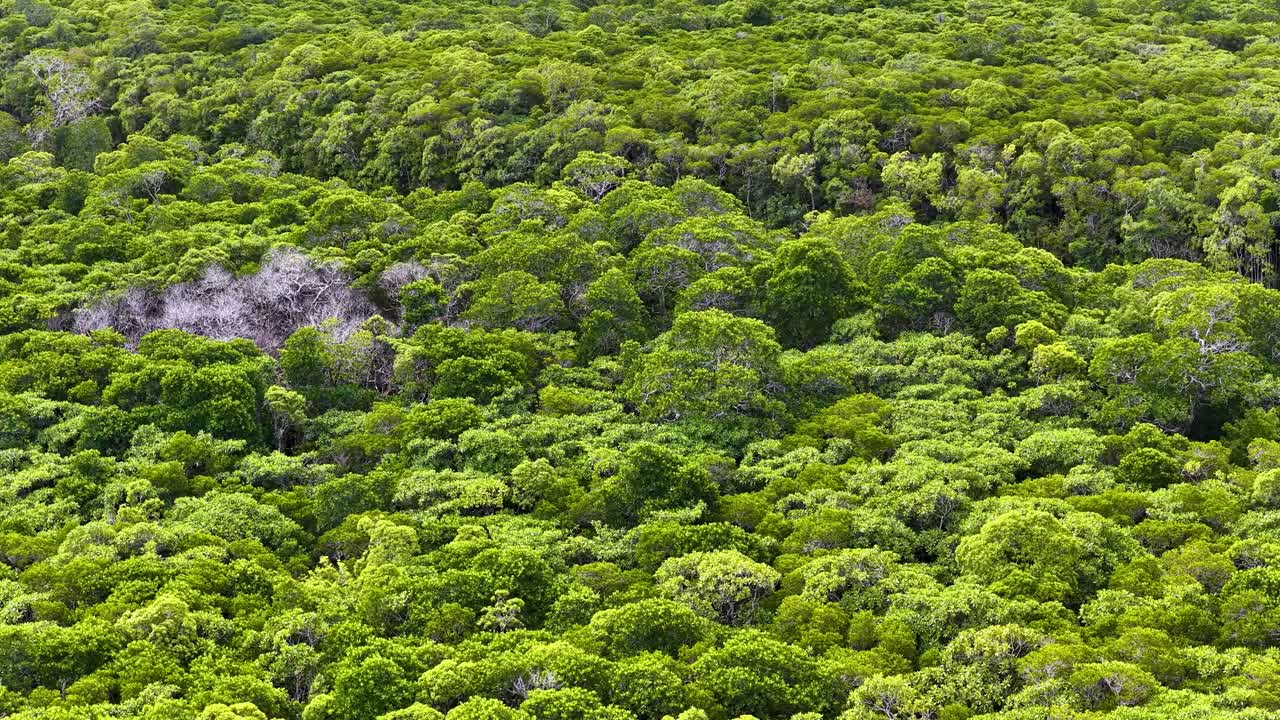 Drone glides above winding river and dense mangrove forest under soft daylight, revealing vibrant greenery