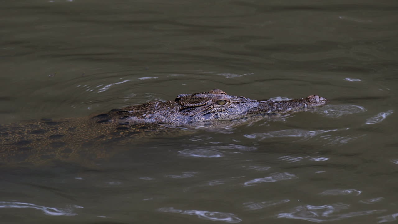 un cocodrilo estuarino juvenil tranquilo con la cabeza asomando fuera del agua - cámara lenta