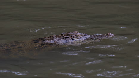 a quiet juvenile estuarine crocodile with it's head peeking out of the water - slow motion