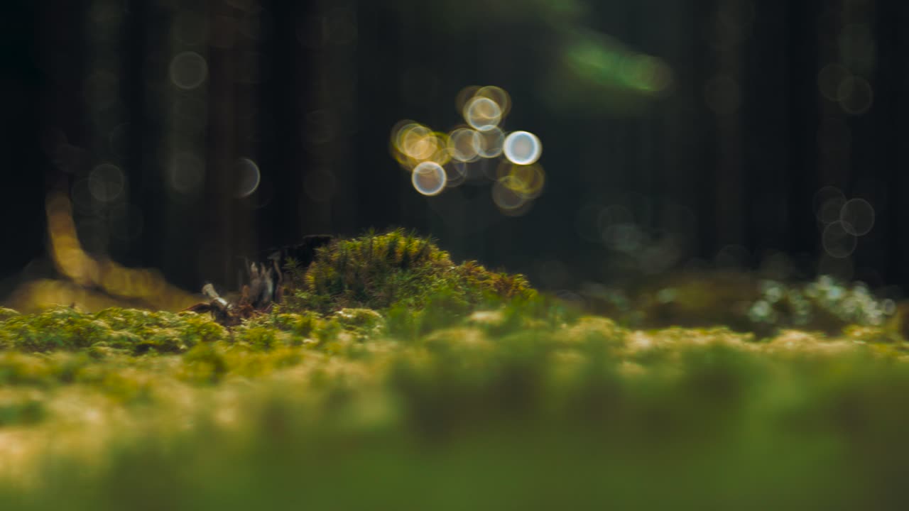 유럽의 자연스러운 가을 숲, 꿈같은 느린 동작으로 나무 사이에 녹색 울창한 모스