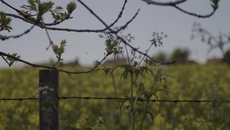 paisaje de cultivo de colza a través de postes de alambre de púas