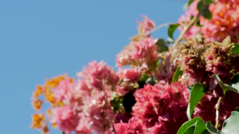 Groom-Suit-Hanging-On-colorful-flower-tree