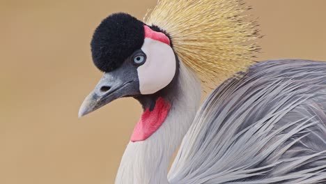 slow motion shot of close up detail shot of grey crowned cranes feathers and beautiful exotic bright colours african wildlife in maasai mara, kenya, africa safari animals in masai mara