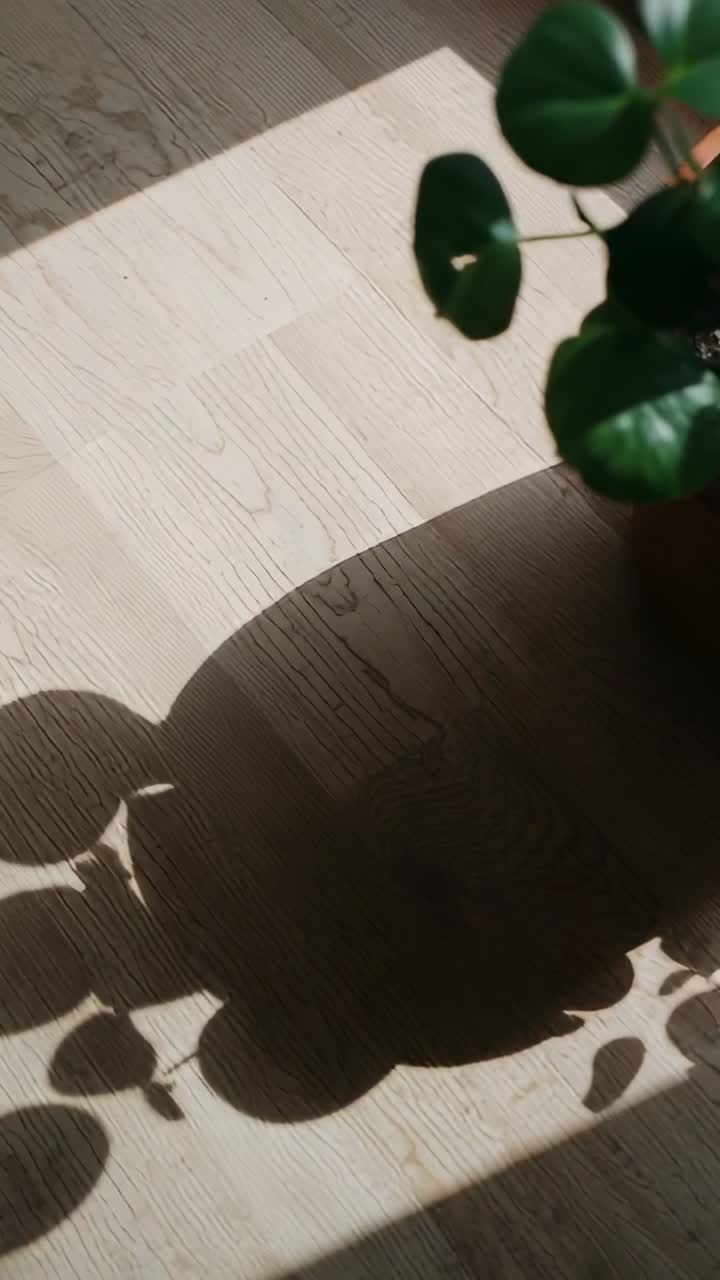 Video verticale: Telecamera che si inclina riprendendo una pianta in vaso che si muove su un pavimento in legno illuminato dal sole, mostrando l'ombra del vaso