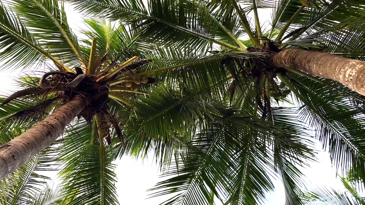 Vista dal basso di palme da cocco che ondeggiano al vento.