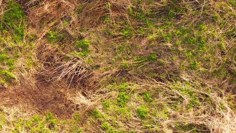 Alejar-El-Movimiento-De-La-Vegetación-En-Un-Bosque-En-Inglaterra